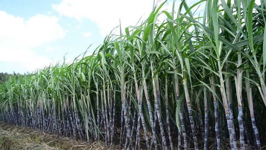 ukhu-kheti in bardiya